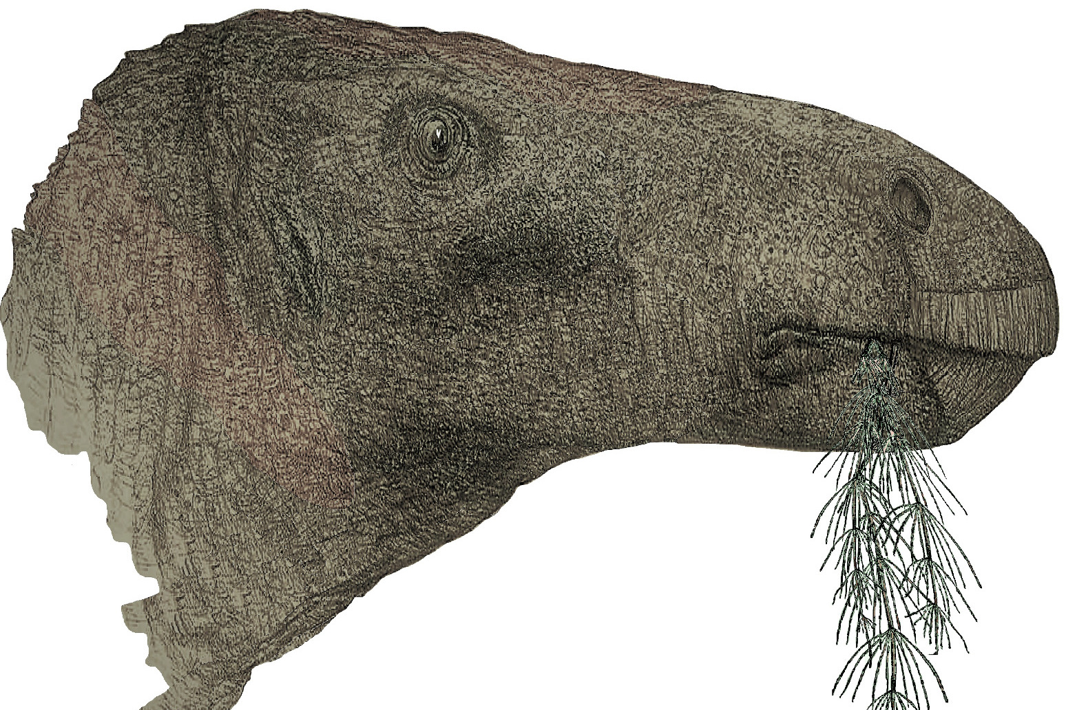 ‘Most complete dinosaur’ in a century unearthed in the Isle of Wight 