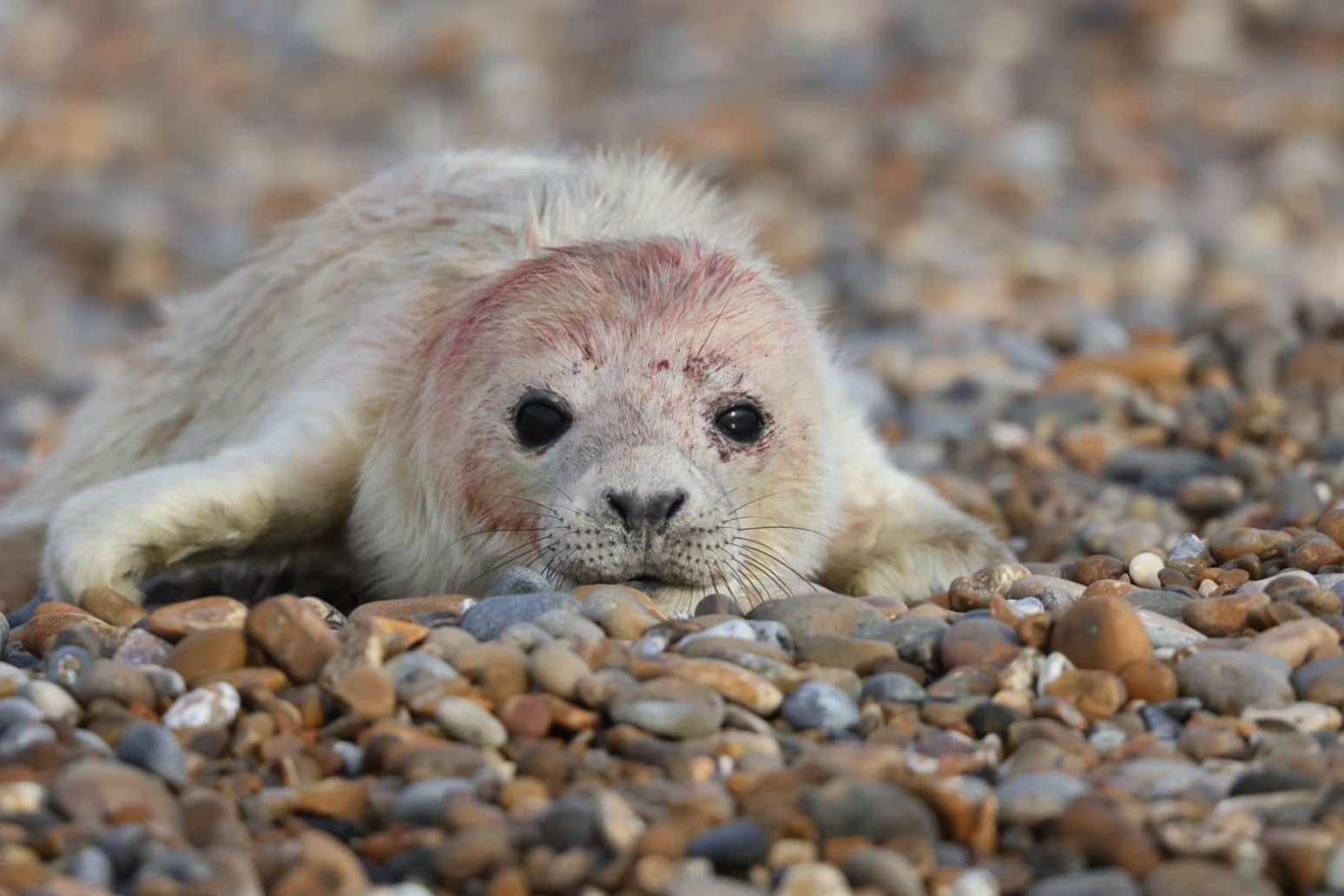 First grey seal pup of the season born at coastal ex-military site