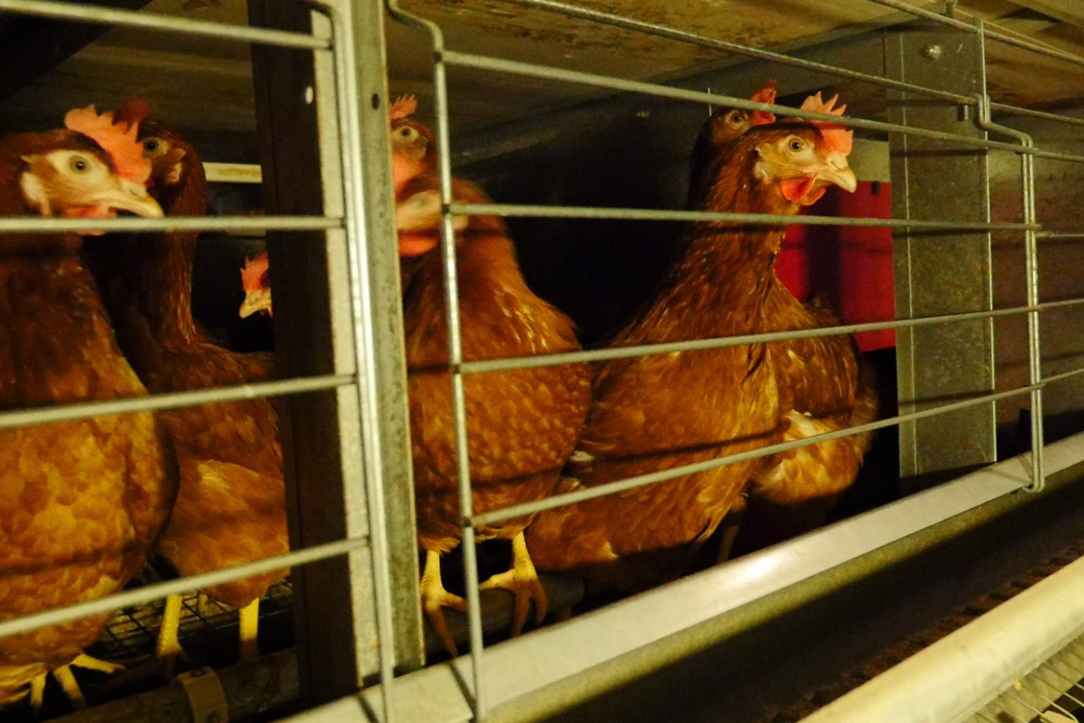 Major supermarkets back call to ban cages for UK hens